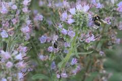 Echium lusitanicum
