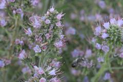 Echium lusitanicum