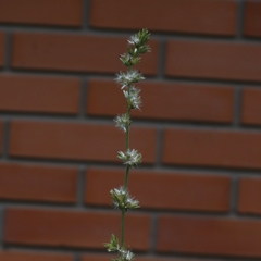 Elephantopus angustifolius