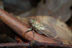 Birrima castanea