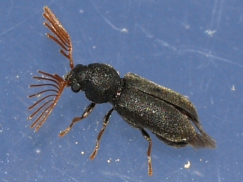 Ptilinus ruficornis