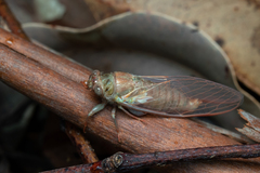 Birrima castanea