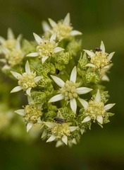 Alepidea amatymbica