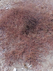 Muehlenbeckia complexa x ephedroides