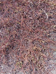 Muehlenbeckia complexa x ephedroides