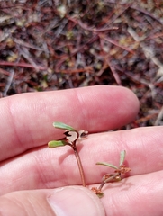 Muehlenbeckia complexa x ephedroides