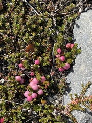 Empetrum rubrum