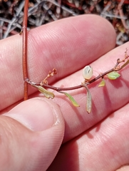 Muehlenbeckia complexa x ephedroides