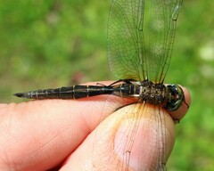 Somatochlora walshii