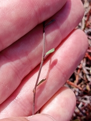 Muehlenbeckia complexa x ephedroides