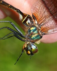 Somatochlora walshii