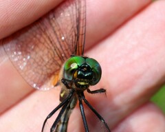 Somatochlora walshii