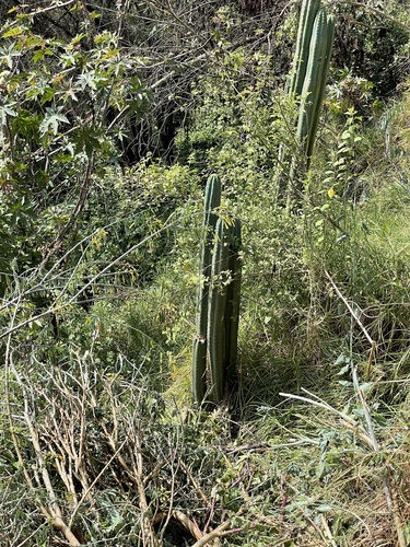 Trichocereus macrogonus