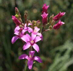 Boronia spathulata