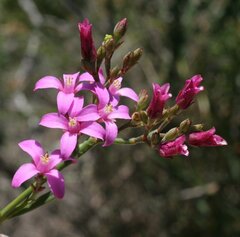 Boronia spathulata