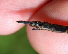 Somatochlora walshii