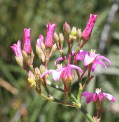 Boronia spathulata