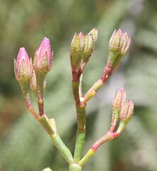 Boronia spathulata