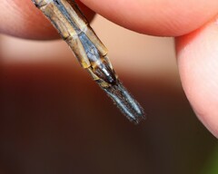 Somatochlora walshii