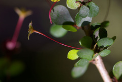 Phyllanthus microcladus