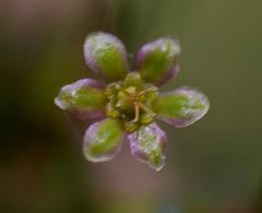 Phyllanthus microcladus