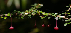 Phyllanthus microcladus