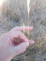 Rytidosperma clavatum