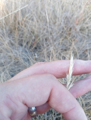 Rytidosperma clavatum