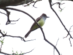 Myiarchus tyrannulus