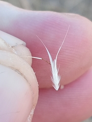 Rytidosperma clavatum