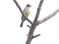 Myiarchus tyrannulus