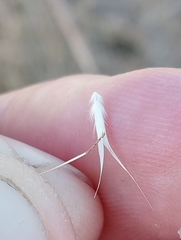 Rytidosperma clavatum