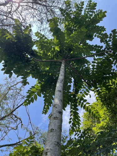 Andean walnut (Juglans neotropica)