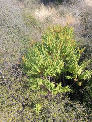 Veronica strictissima