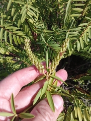 Veronica strictissima