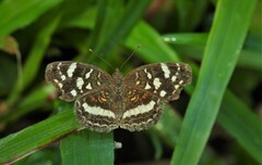 Anthanassa drusilla lelex