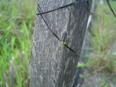 Trirhabda bacharidis