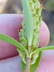 Veronica strictissima