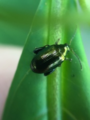 Psylliodes brettinghami