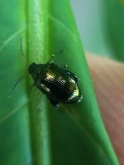 Psylliodes brettinghami