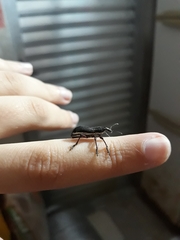 Alocorhinus curtisii