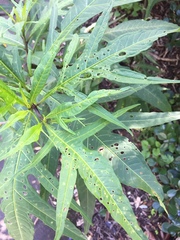 Psylliodes brettinghami