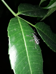 Alocorhinus curtisii