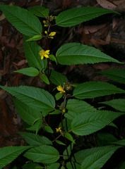 Corchorus cunninghamii