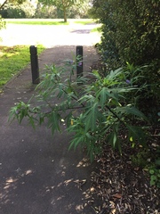 Psylliodes brettinghami