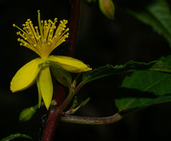Corchorus cunninghamii