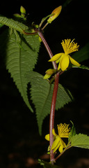 Corchorus cunninghamii