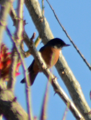 Diglossa baritula
