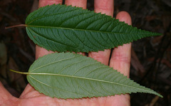 Corchorus cunninghamii