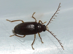 Ptilodactyla